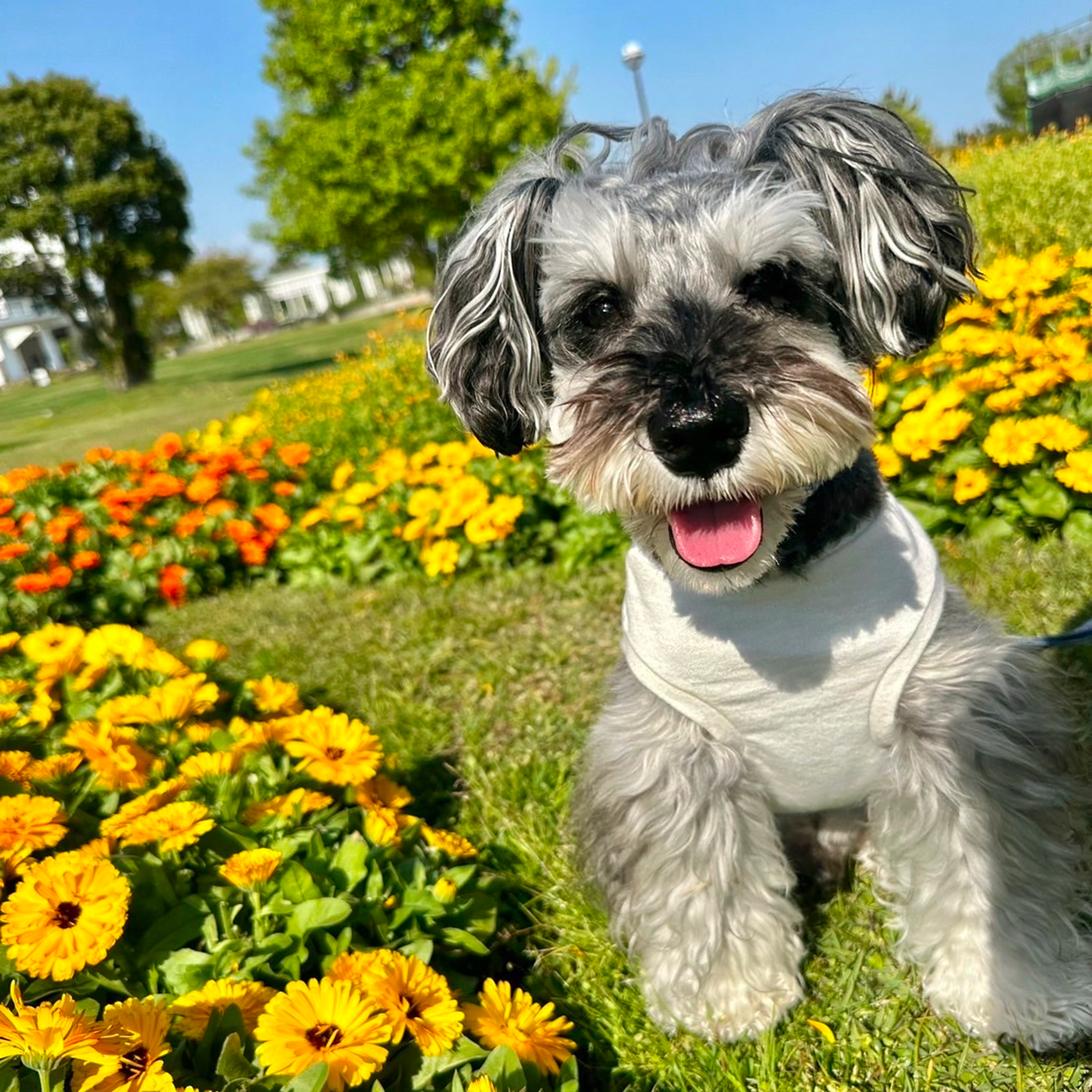 花畑の犬の写真