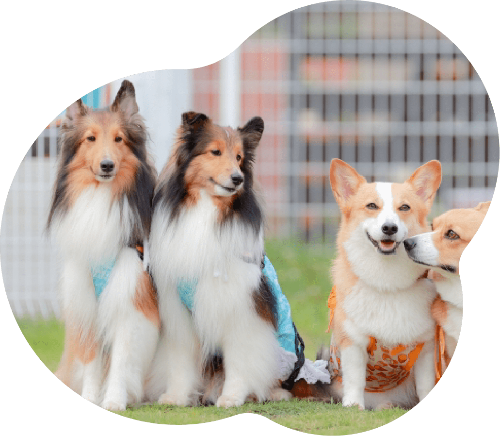 複数の犬が寄り添う写真