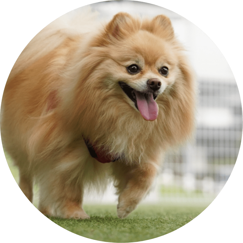 こちらに駆け寄る犬の写真